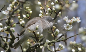 <p>PĚNICE POKŘOVNÍ (Sylvia curruca) /Lesser whitethroat - Klappergrasmücke/</p>